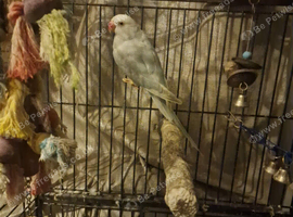 Female Indian ringneck