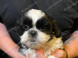 Our adorable shih tzu pups