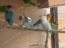 Pairs Lovebirds