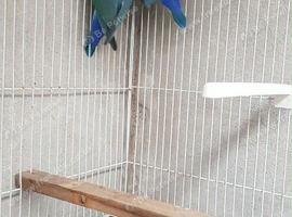 Love birds for sale