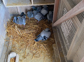 Young Birds