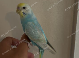 Cute Hand Tame Budgies and Cages