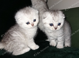 Fluffy Scottish folds