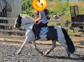 Exceptionally talented 12.2hh second pony