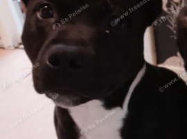 Male staffy