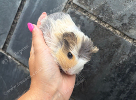 Guinea Pig Babies | Guinea Pigs