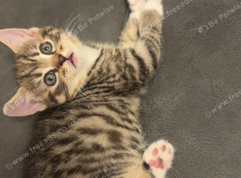 Kittens for sale