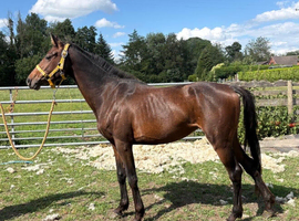 3-year-old filly, expected to mature around 14.2&ndash;14.3hh.