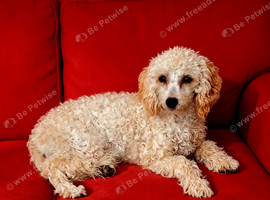 Toy poodle female