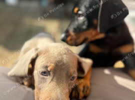 Doberman pup ready now