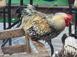 Cock birds