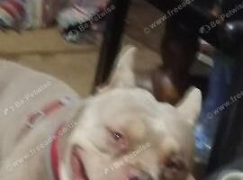Micro bully