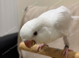 Hand reared Quaker baby