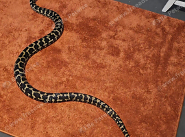 Adult Female jungle carpet python