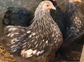 POL pekin bantam RARE coloured hens