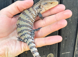 Merauke Blue Tongue Skink babies