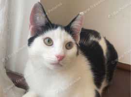 beanie 1 years old