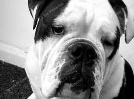 Old Tyme Bulldog