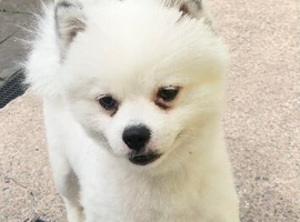 Pomeranian stud