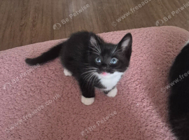Mixed tuxedo kittens