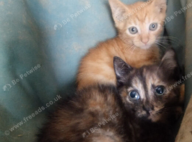 Kittens ready to leave