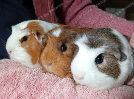 Lovely crested girls looking for new homes