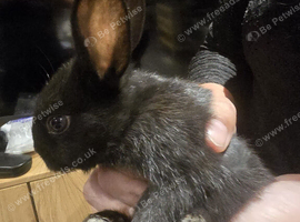 10 beautiful mixed breed rabbits