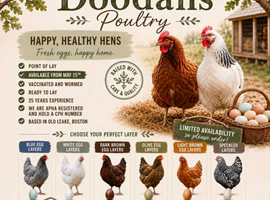 POINT OF LAY CHICKENS AVAILABLE NOW