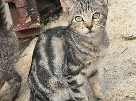 3 Tabby Kittens for sale