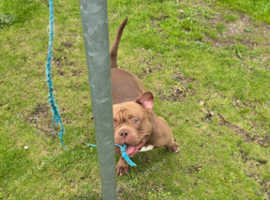 American Pocket Bully - Stud Male Available | Scotland, Edinburgh