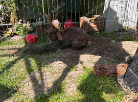 Female rabbit for re home