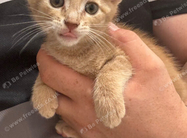 Last two boy kittens ready to go