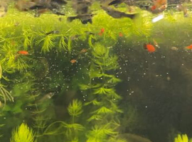Platys Molly guppy&rsquo;s