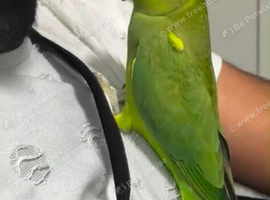 Baby Green Ringneck talking Parrot