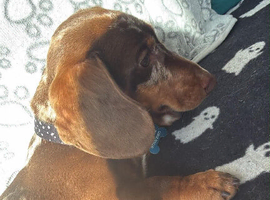 Beautiful miniature dachshund