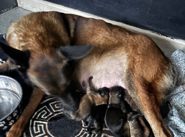 Belgium malinios puppy