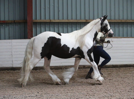 Oozing potential family cob