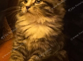 Beautiful mixed siberian