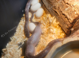 Stunning corn snakes
