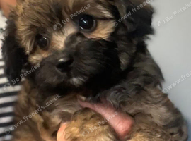 Toy poodle x Papillon