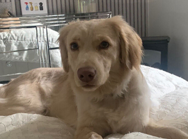 Golden Retriever X Lab