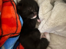 kittens for sale