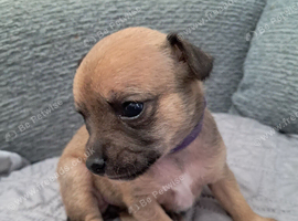 Beautiful Chihuahua Puppies