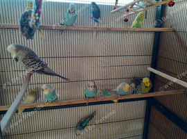 Young budgies 2026 hatched