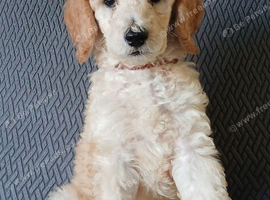 Standard poodle boy