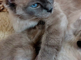 RAGDOLL KINGS