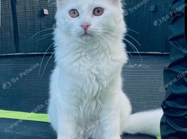 Siberian x Ragdoll