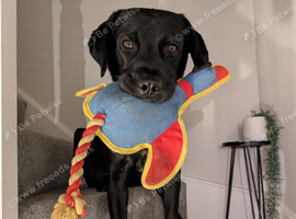 Beloved Pet
