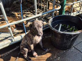 Lurcher pups