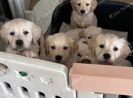 Golden retriever puppies ️